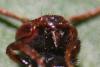 Nomada sp.